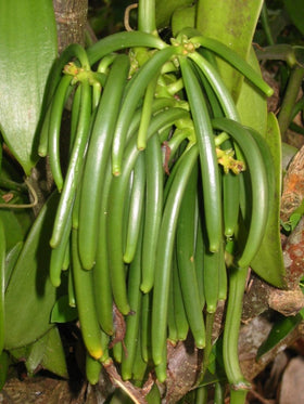 Vanilla Products USA Papua New Guinea origin vanilla beans offer nuanced sweetness for recipes.