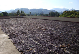 PNG-grown vanilla beans from Vanilla Products USA inspire recipes.