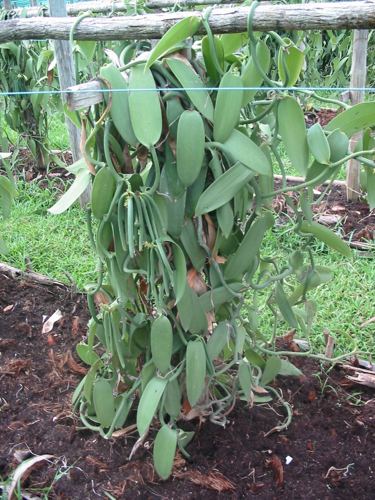 Vanilla Products USA vacuum-packed beans maintaining freshness.