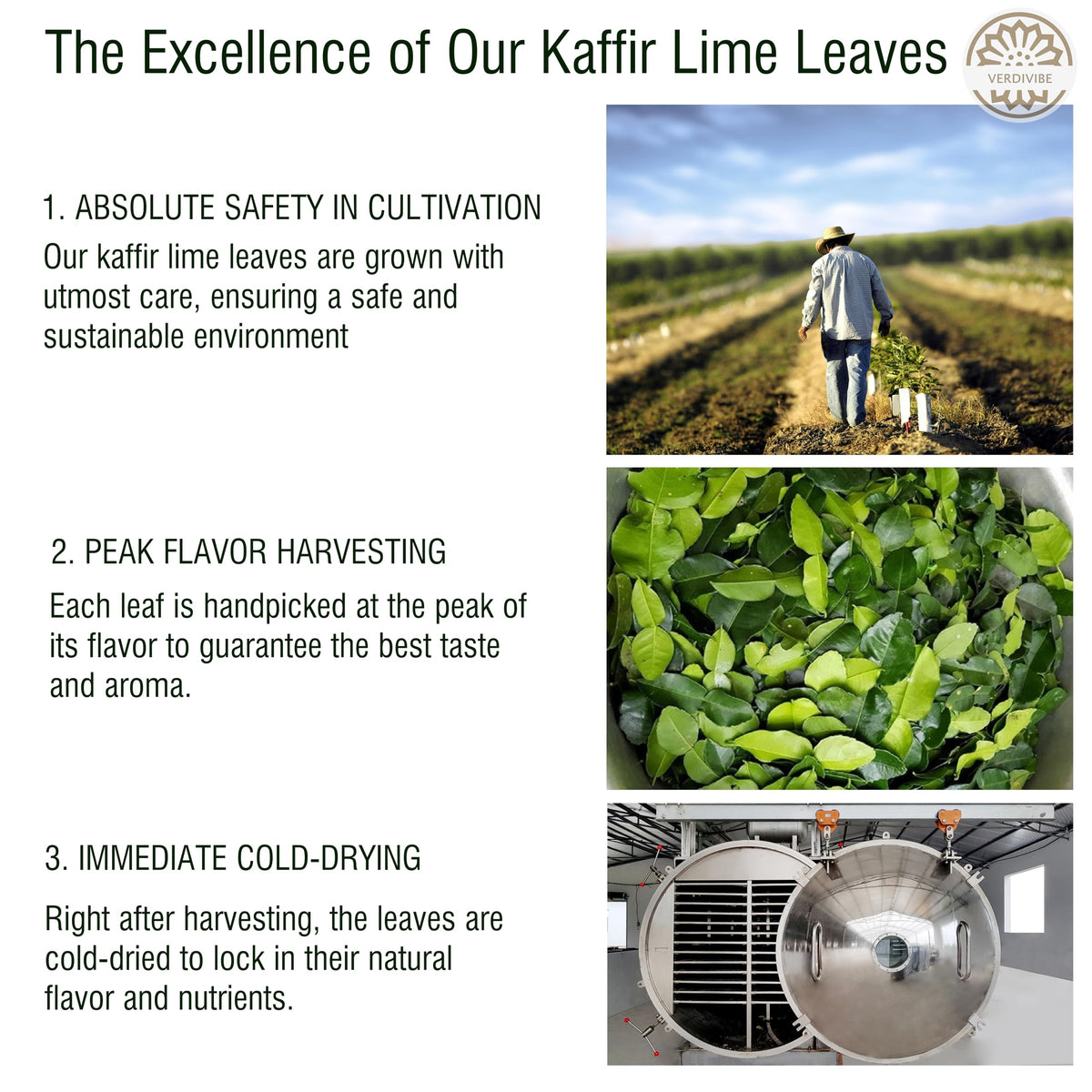 VERDIVIBE leaves undergoing advanced drying technology to retain flavor