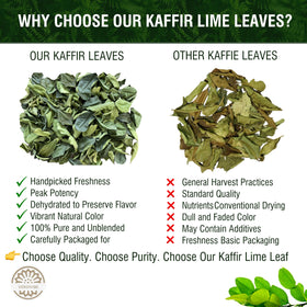 VERDIVIBE kaffir lime leaves handpicked under optimal conditions to preserve freshness