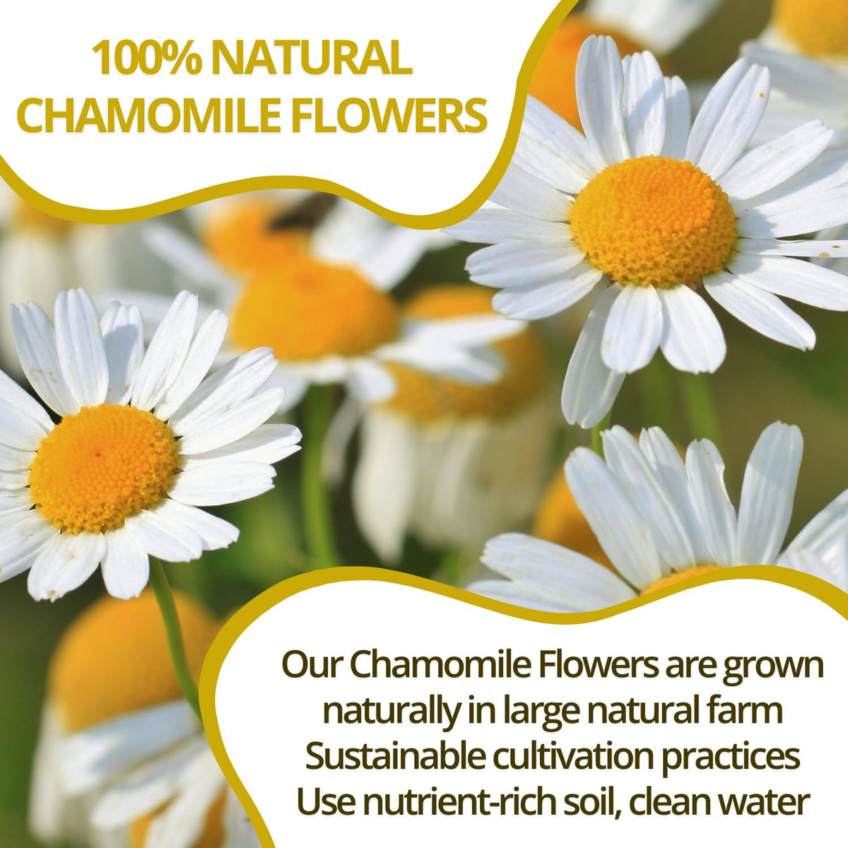 Gluten-free, vegan chamomile tea with natural color from VIDA FARM.