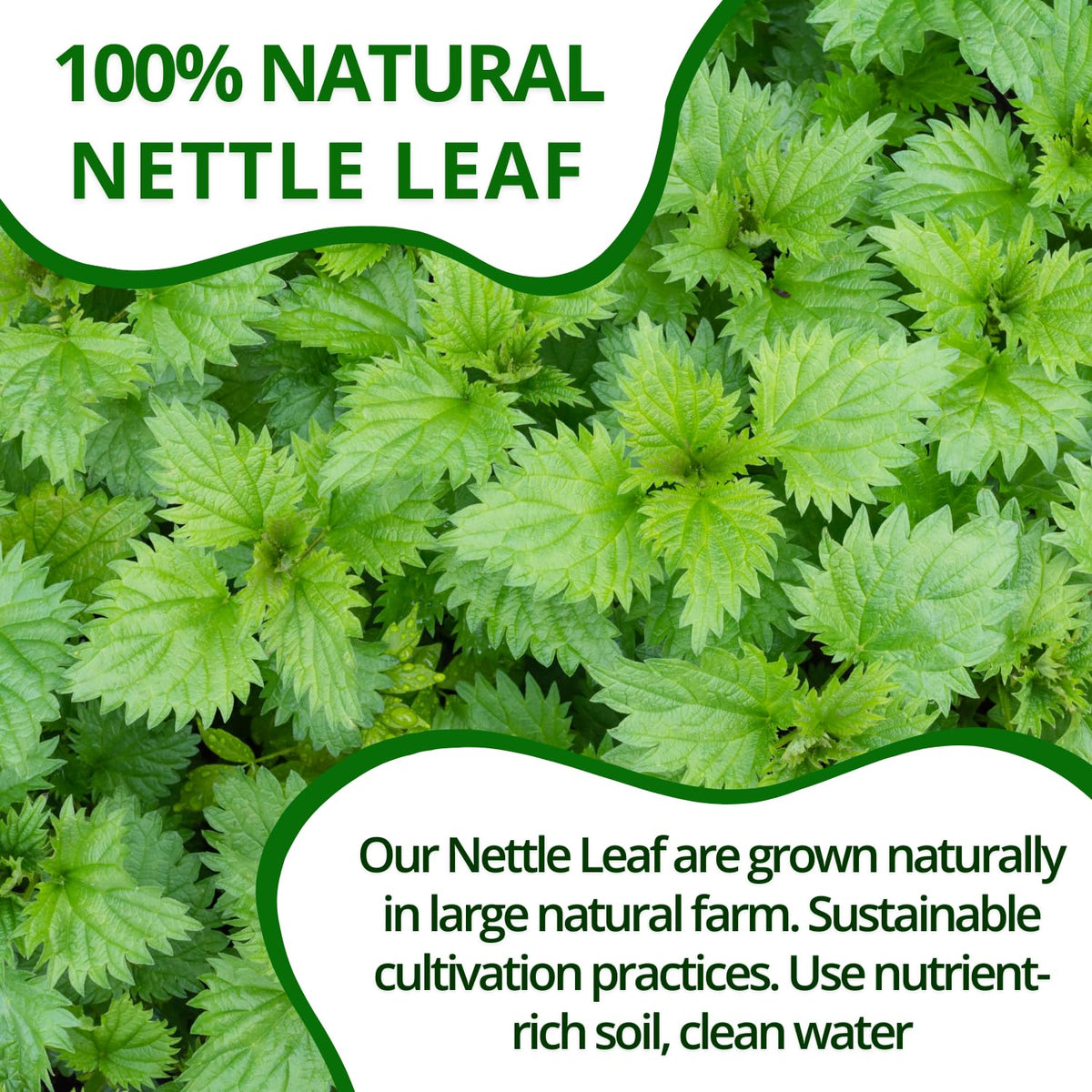 Vida Farm nettle tea is sugar-free, caffeine-free, gluten-free, and vegan