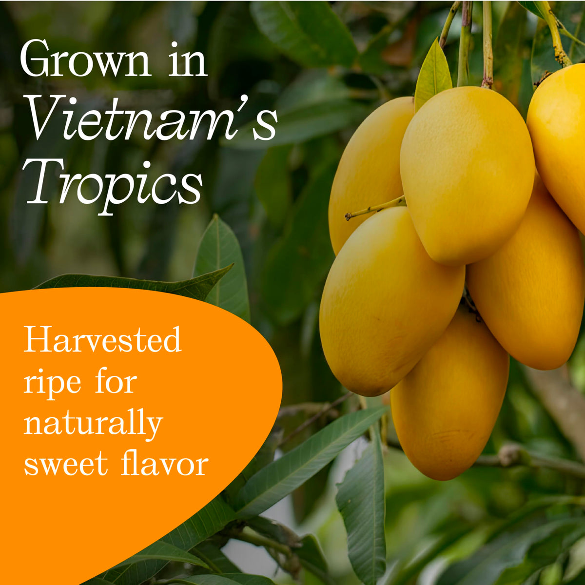 Vinamit mango snacks pair well with oatmeal, yogurt, or salads for family-friendly snacking.