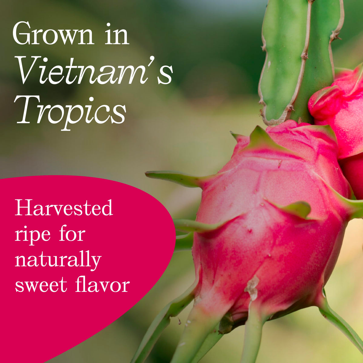 Vinamit dragon fruit slices travel-friendly packaging signals long shelf life.