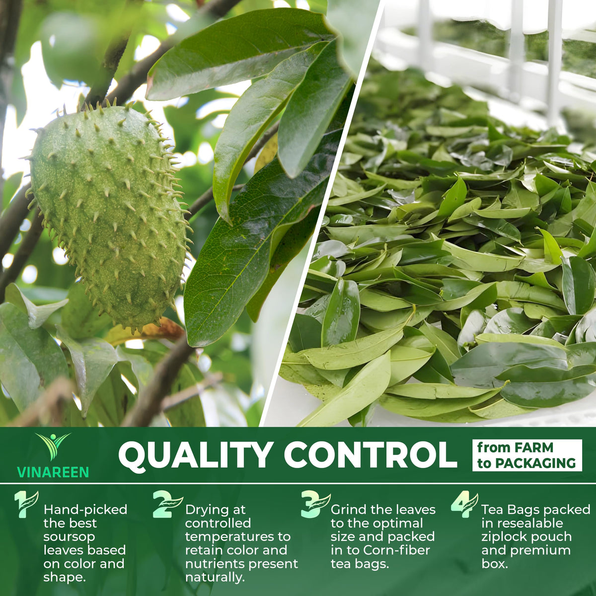 Farm scene for VINAREEN Soursop Leaves Tea handpicked quality