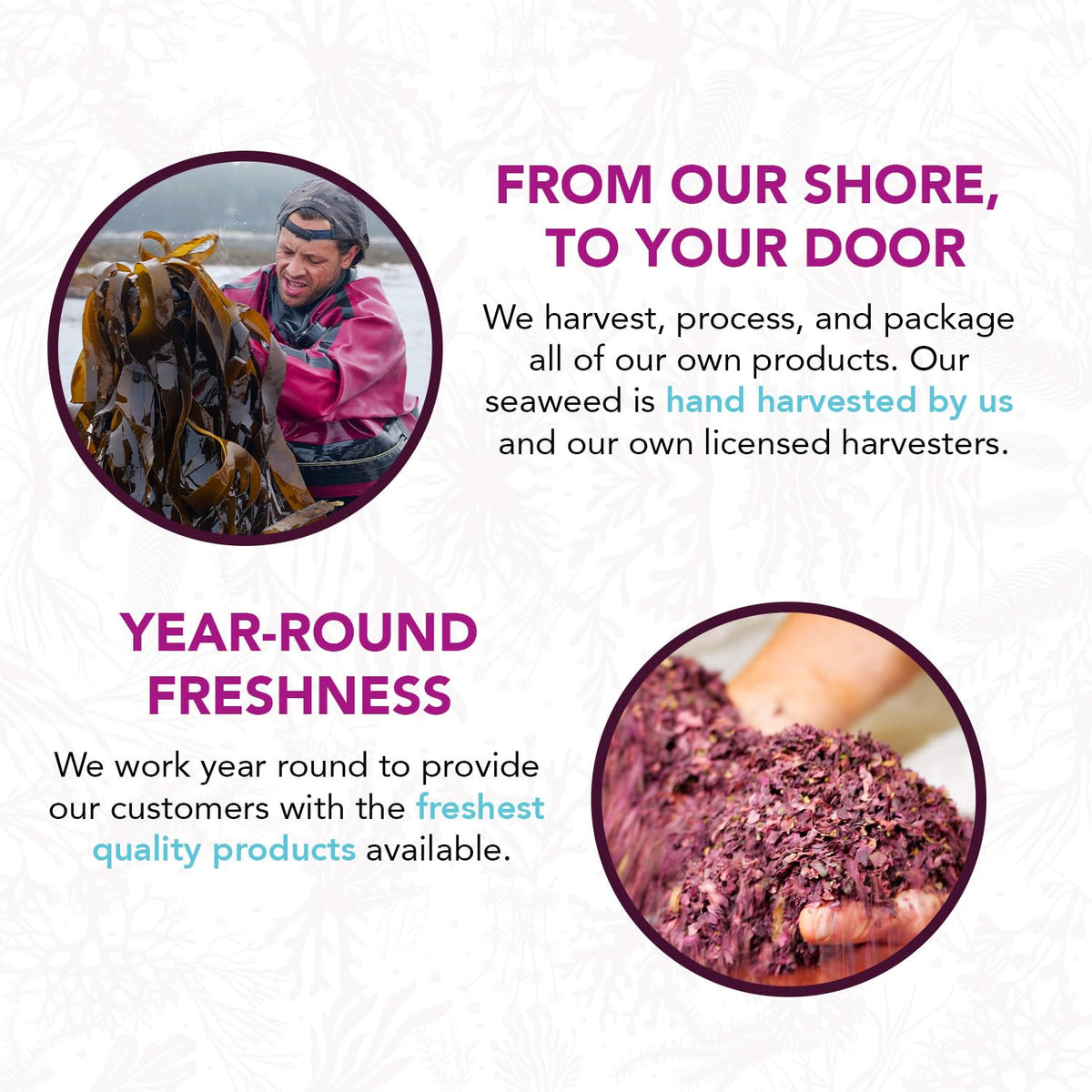 Vitamin Sea dulse being sprinkled on a fresh salad for flavor.