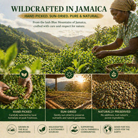 VivaMelhor blue-mountains-harvest-tea-flowers showing origin and natural purity.