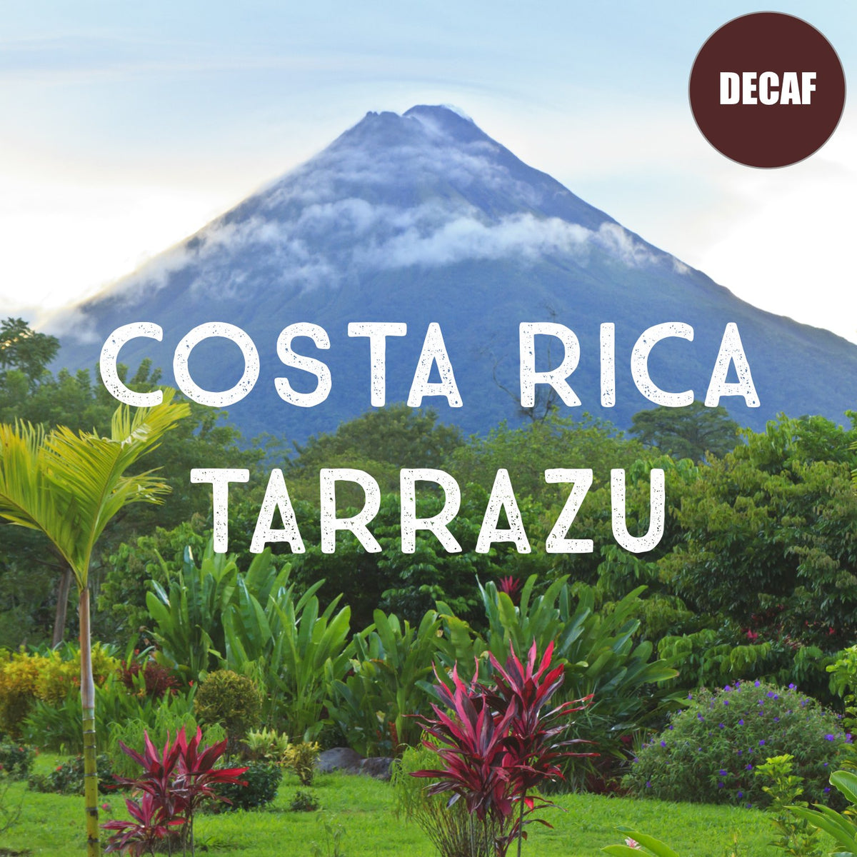 Volcanica Tarrazu decaf cup steaming with inviting aroma for a calm break