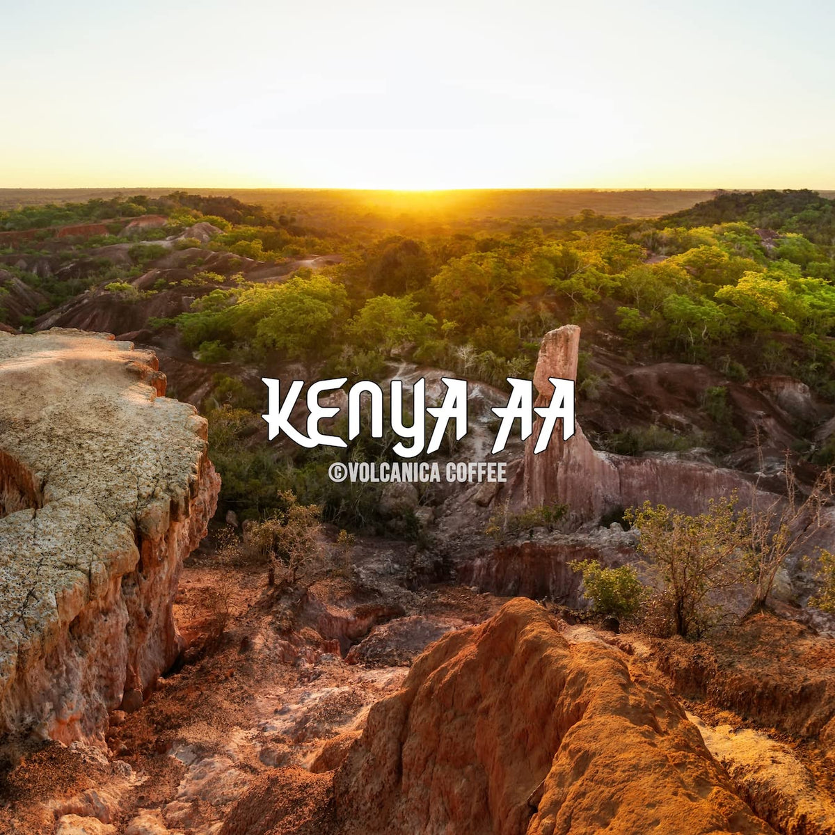 Volcanica Kenya AA Coffee fresh roasted for vibrant flavor and aroma.