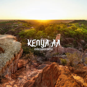 Volcanica Kenya AA Coffee fresh roasted for vibrant flavor and aroma.