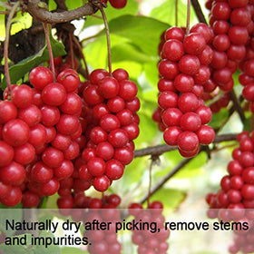 Wananfu Schisandra berry closeup showing moisture-retained flesh for fresh taste.
