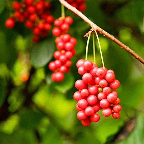 Wananfu Schisandra packaging and label highlighting origin and quality