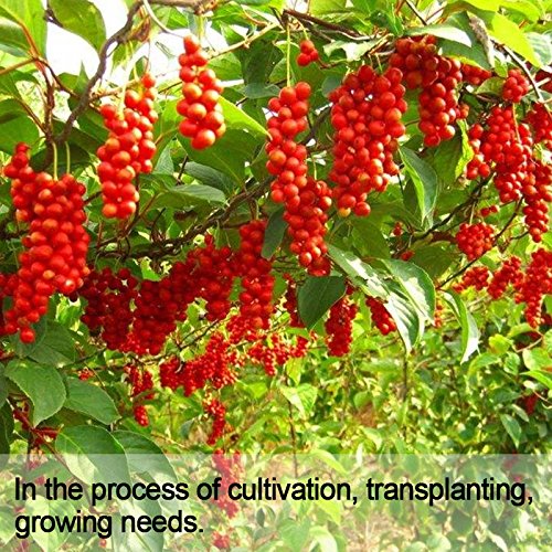 Wananfu Schisandra dried berries in resealable packaging preserves quality.