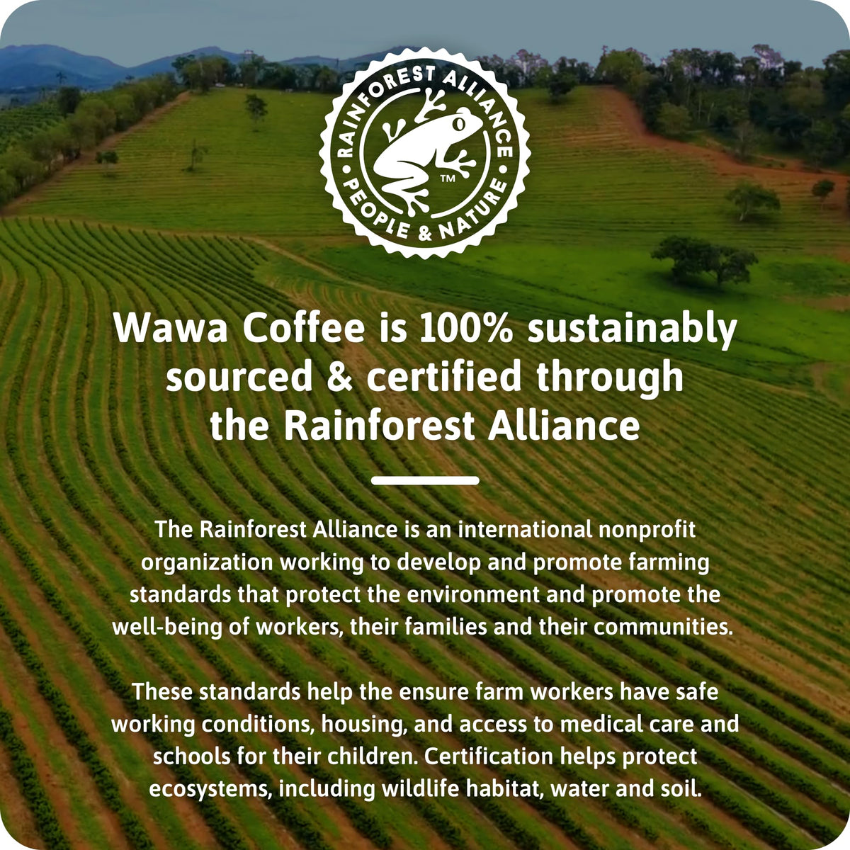 Brewing Wawa coffee into a cup, hot and inviting.