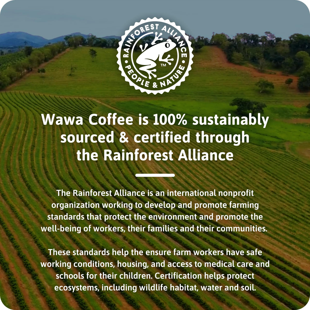 Wawa coffee being poured as iced coffee for a versatile cold brew option