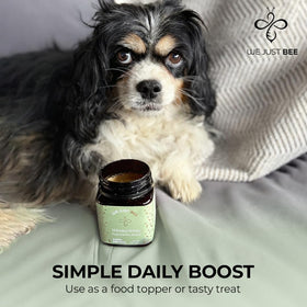 We Just Bee Manuka Honey for Dogs bottle pouring over kibble.