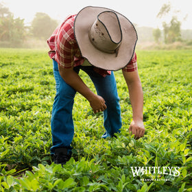 Whitley's ready-to-share snack for offices or parties.