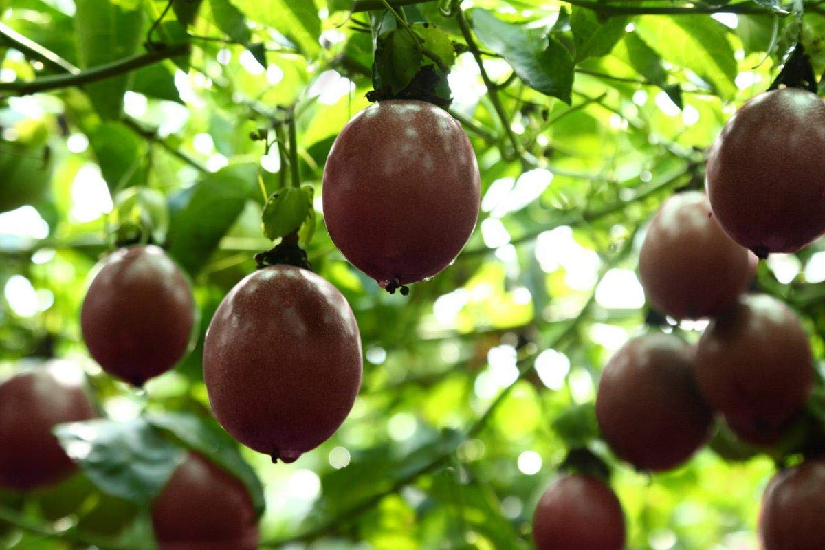 WholeBerry fully mature fruit selection ready for drying