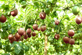 Single-serving-ready Wholeberry maracuja portions offer a quick tropical snack.