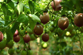 Wholeberry passion fruit maracuja pieces photographed at a pantry shelf imply premium tropical snack.