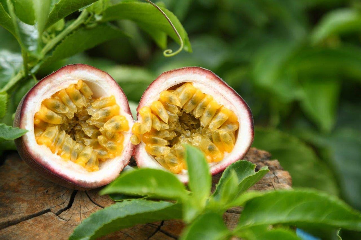 WholeBerry product from Vietnam origin highlighting harvest and flavor