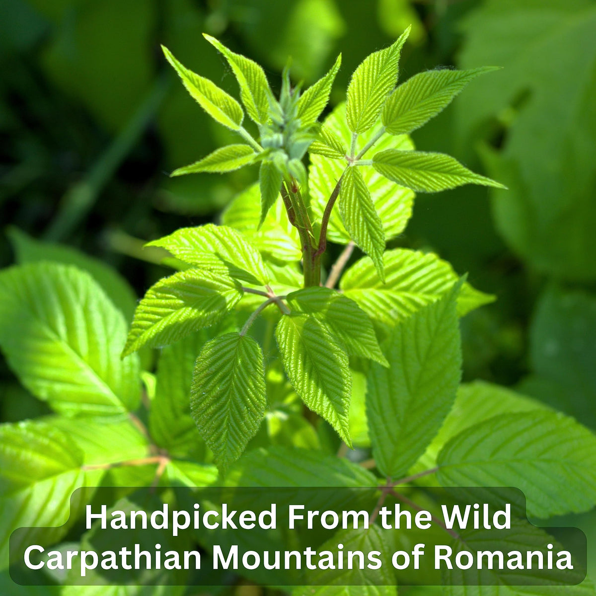 Wild Bliss Raspberry Leaf Tea dry leaves close-up, vibrant aroma.