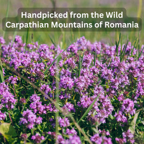Wild Bliss Wild Thyme tea steeping cup reveals rich color and inviting scent