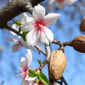 Wilderness Poets almonds plant-based nourishment for everyday meals.