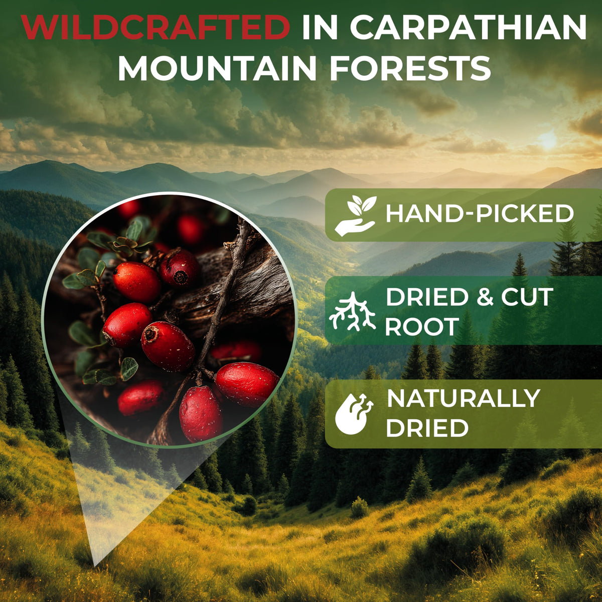 Wildfield Herbs Barberry Root Tea box back reveals origin and brewing guidance