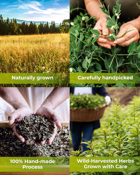 Wildfield Herbs Linden Tea harvest from Europe