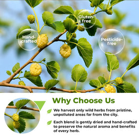 WILDFIELD HERBS Mulberry leaf tea packaging highlights freshness.