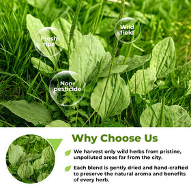 Wildfield Herbs plantain leaf ingredients list, transparent labeling for shoppers.