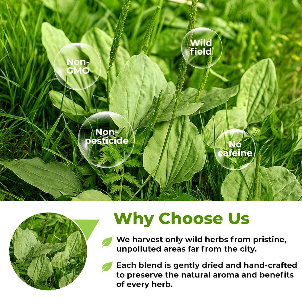 Wildfield Herbs Plantain Leaf Tea in mug, caffeine-free comfort option