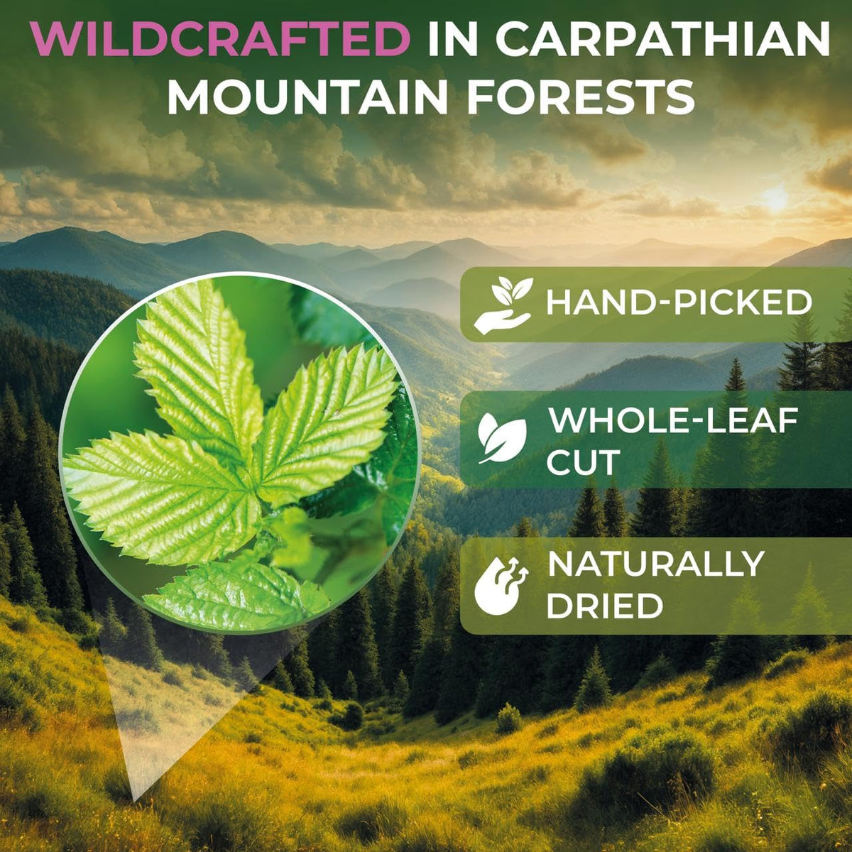 Wildfield Herbs Raspberry Leaf Tea bags in open pack reveal fresh aroma.