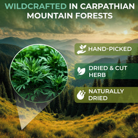 Wildfield Herbs wormwood tea bags close-up highlighting quality and aroma.