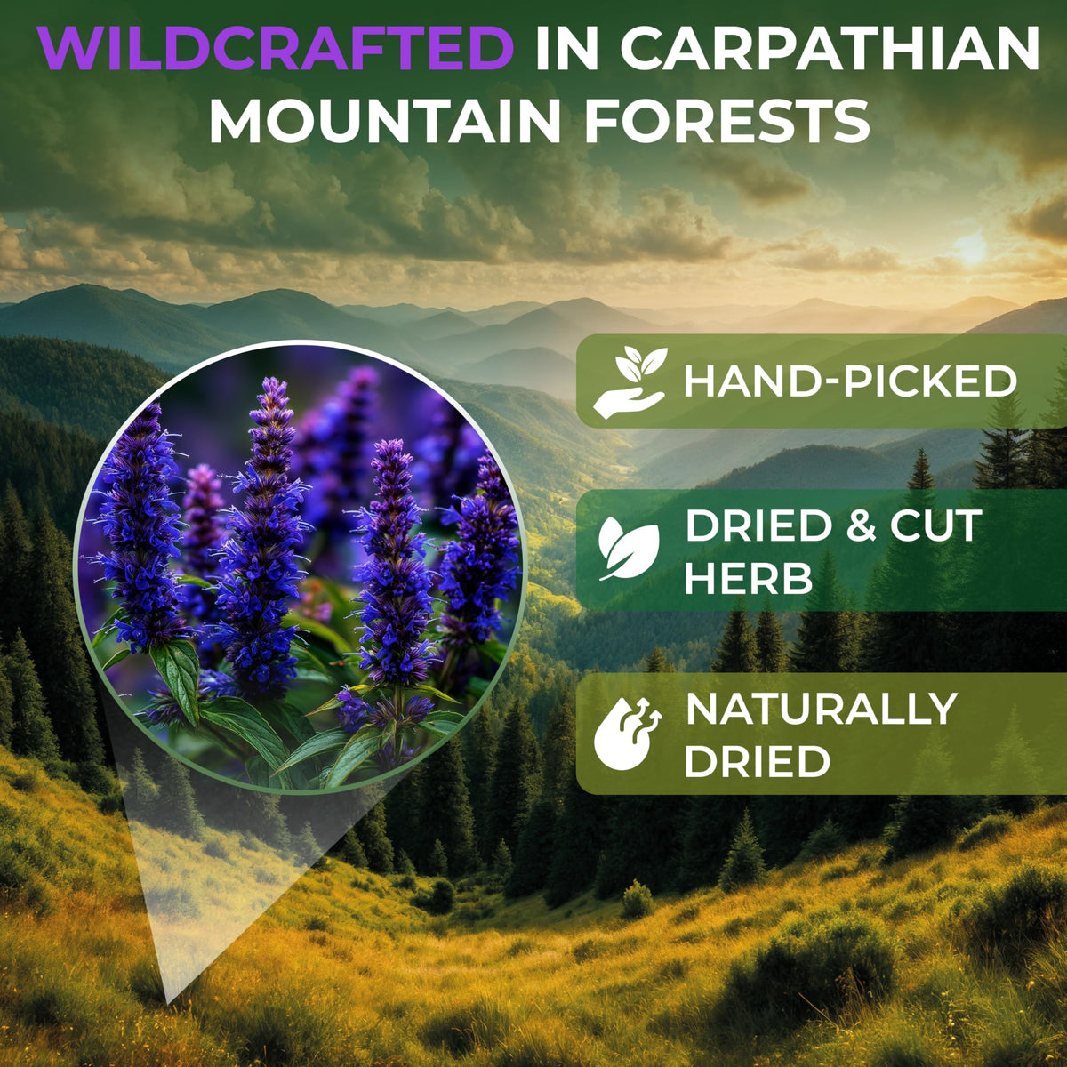 Wildfield Hyssop dried herb leaves for fragrant infusions and blends