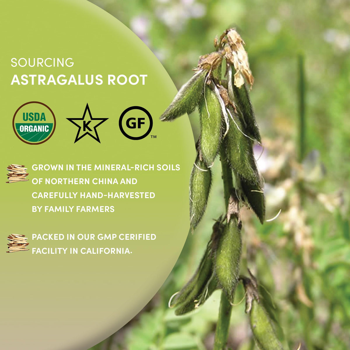 Worldwide Botanicals astragalus root packaging label signaling organic heritage and traditional roots.