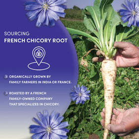Worldwide Botanicals chicory farming in Northern France