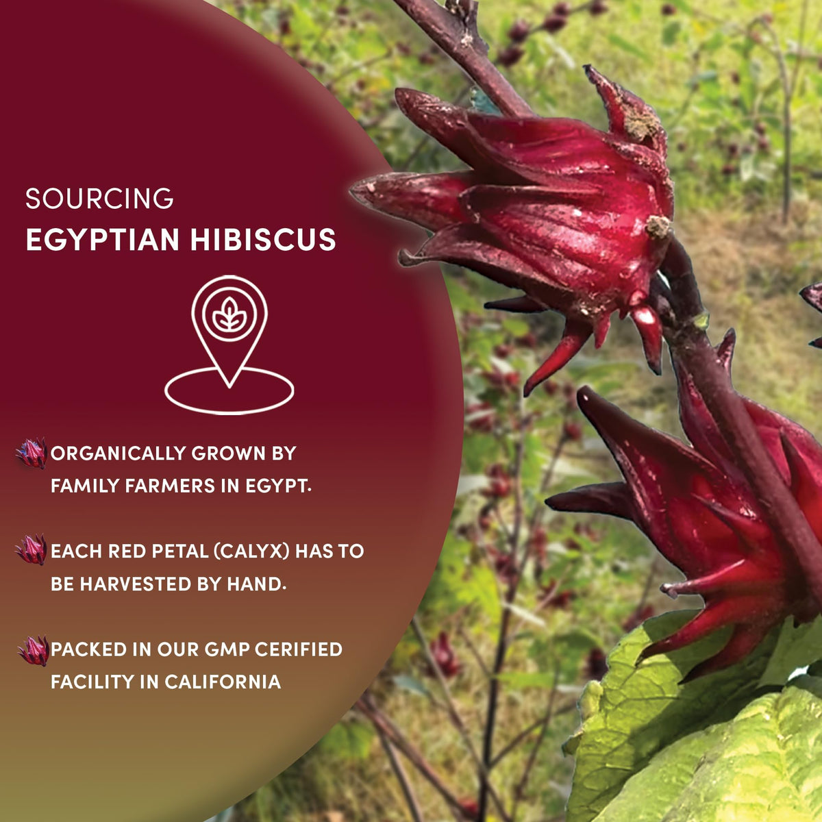 Worldwide Botanicals hibiscus dried calyces close-up show bright red color.