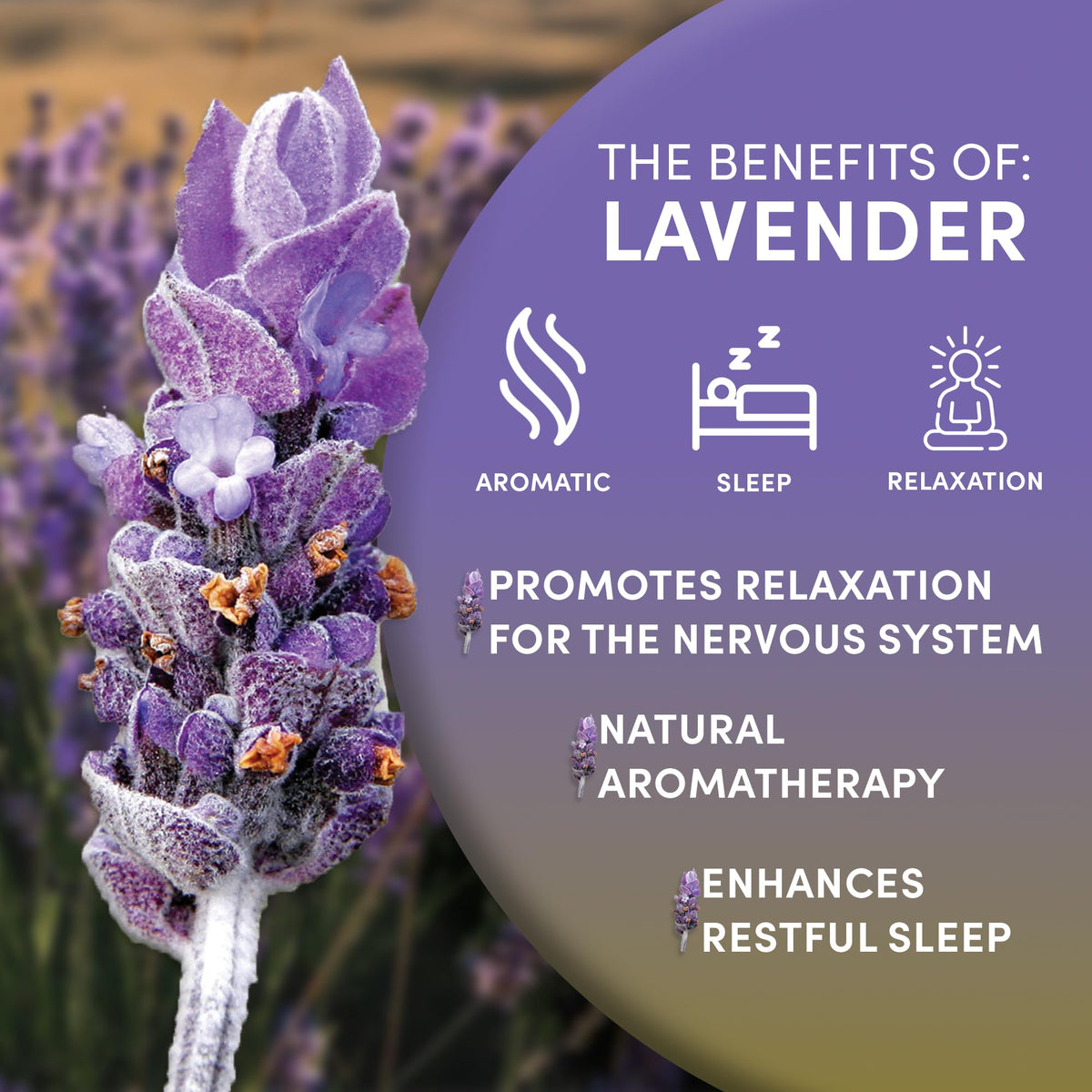Worldwide Botanicals lavender bunch dried for sachets and potpourri.