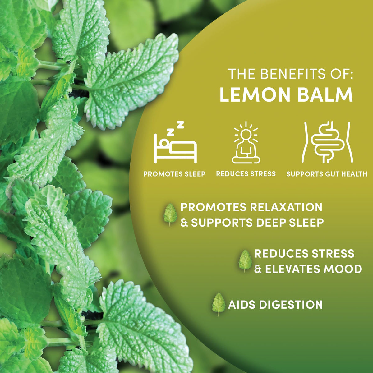 Worldwide Botanicals Lemon Balm Tea in infuser cup for caffeine-free evenings.