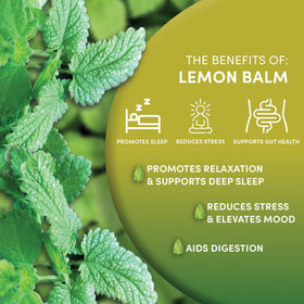 Worldwide Botanicals Lemon Balm Tea in infuser cup for caffeine-free evenings.