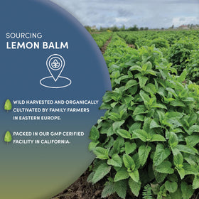 Worldwide Botanicals Lemon Balm Tea steeping in pot for flavorful brew.