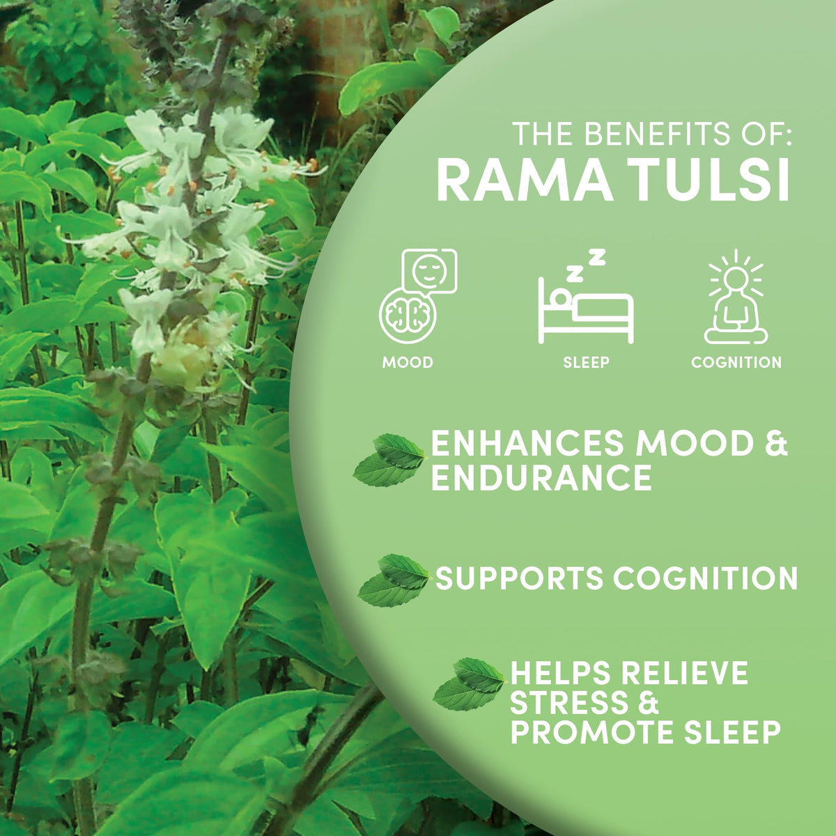 Organic fair trade Tulsi leaves, supporting smallholder farmers.