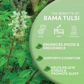 Organic fair trade Tulsi leaves, supporting smallholder farmers.