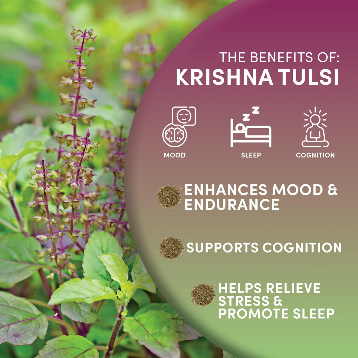 Worldwide Botanicals Krishna Tulsi leaves in a cup reveal rich aroma and peppery notes.