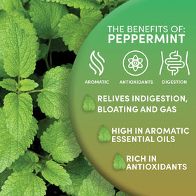 Worldwide Botanicals peppermint tea in a cup with refreshing flavor