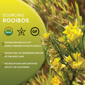 Aspalathin-rich rooibos leaves close-up from Worldwide Botanicals