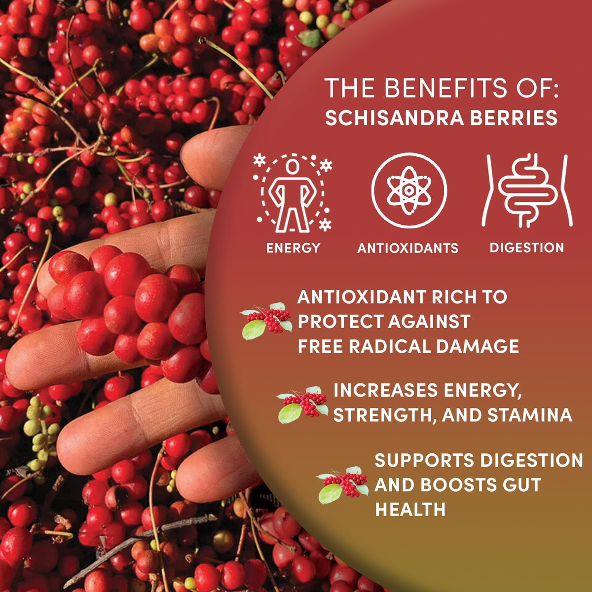 Worldwide Botanicals Schisandra berries dried-berries closeup shows texture